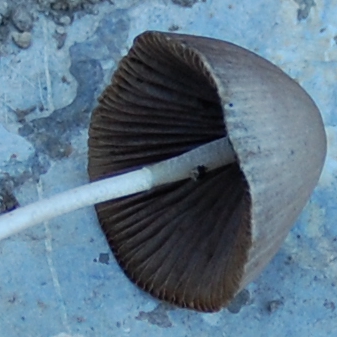 piccolo fungo da determinare2